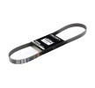 Buy SKODA Alternator belt RIDEX 305P0056 online